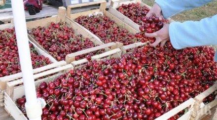 стотици берачи череши струпват кюстендилско спазват противоепидемичните мерки