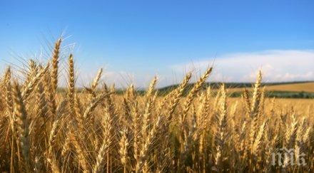 зърнопроизводители бият тревога реколтата провали година