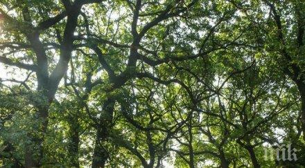 инспектират 000 дървета кюстендил