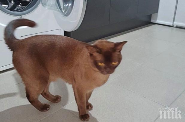 Котаракът Оскар оцеля след 12-минутен цикъл в пералнята 