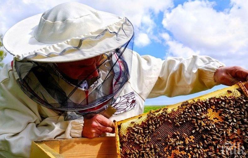 Осъдиха отровител на пчели на 5 месеца затвор