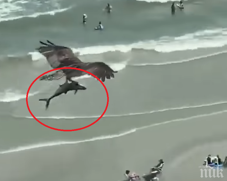 НЕВИЖДАНО! Орел сграбчи акула и прелетя с нея над оживен плаж (ВИДЕО)