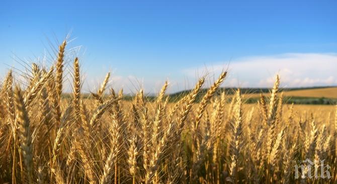 Зърнопроизводители бият тревога: Реколтата може да се провали тази година

