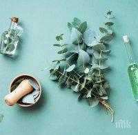 АБСОЛЮТЕН ХИТ! Здравните власти в Индонезия извадиха неподозиран коз срещу COVID-19 - евкалиптова огърлица убива вируса за половин час