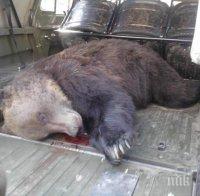 Откриха убита мечка над Велинград