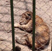 Ето какво ще се случи с новородените лъвчета в зоопарка в Благоевград