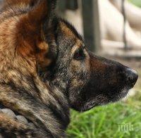 Обучават кучета в Германия да надушват болни от коронавирус
