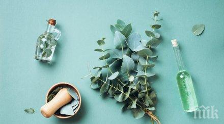 абсолютен хит здравните власти индонезия извадиха неподозиран коз covid евкалиптова огърлица убива вируса половин час