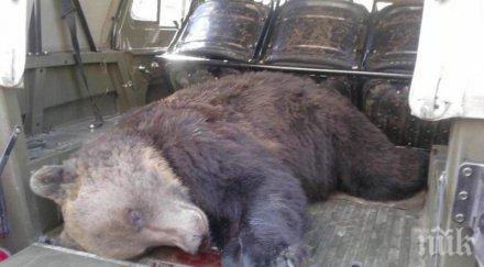 откриха убита мечка велинград