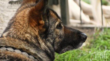 обучават кучета германия надушват болни коронавирус
