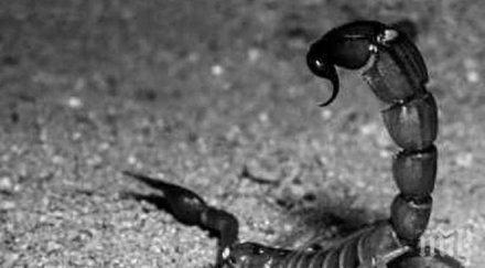 учени откриха следи гигантски скорпиони