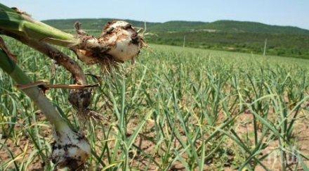 цените чесъна паднаха наполовина шуменско