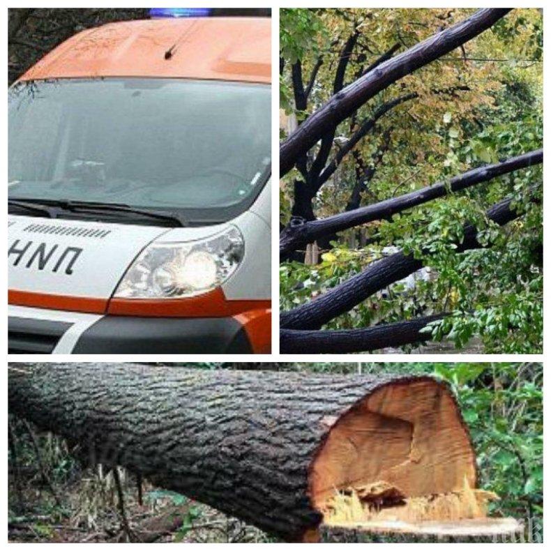ТРАГЕДИЯ В ПОЛУНОЩ: Дърво падна върху палатка и уби туристка край Рилския манастир