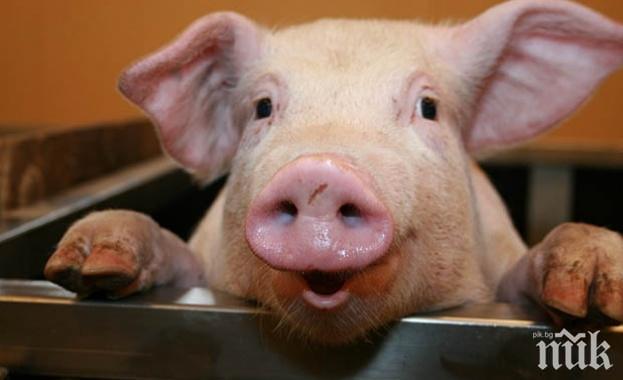 СЕНЗАЦИОННО ПРОУЧВАНЕ: Свинете имат имунитет към коронавируса