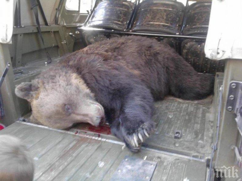 Откриха убита мечка над Велинград