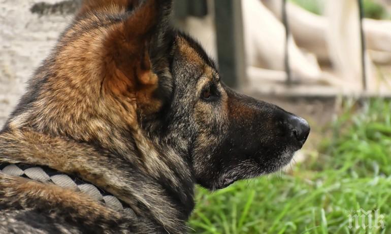 Обучават кучета в Германия да надушват болни от коронавирус