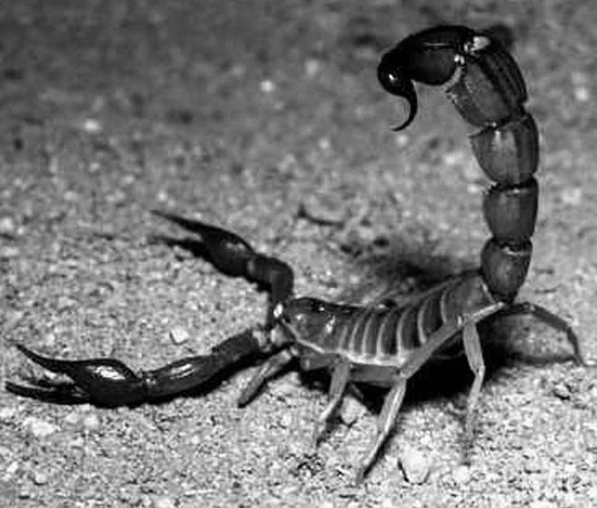 Учени откриха следи от гигантски скорпиони 