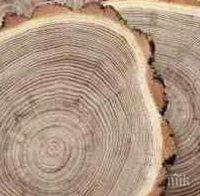 Дървесните кръгове доказват климатичните промени
