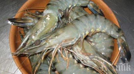 страшна работа откриха covid опаковки замразени скариди