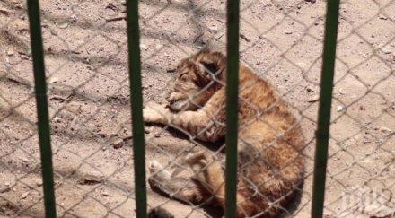 кръстиха анимационни герои лъвчетата благоевград снимки