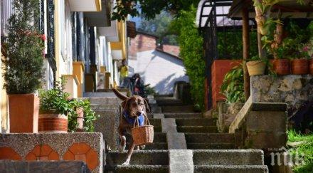 изолацията лабрадор доставя храна домовете заплащането лакомства