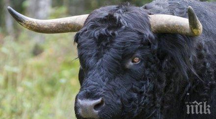 шок лекари борят живота животновъд прободен бик корема