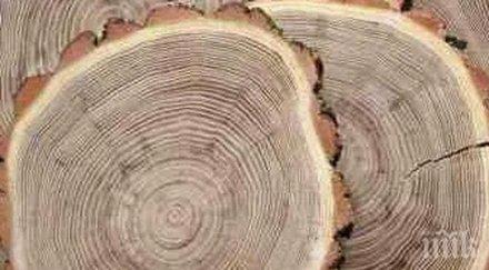 дървесните кръгове доказват климатичните промени