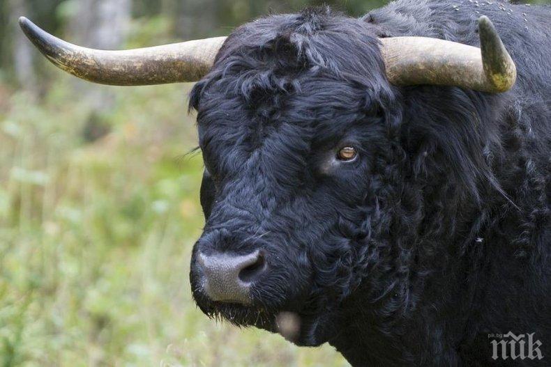 ШОК! Лекари се борят за живота на животновъд, прободен от бик в корема