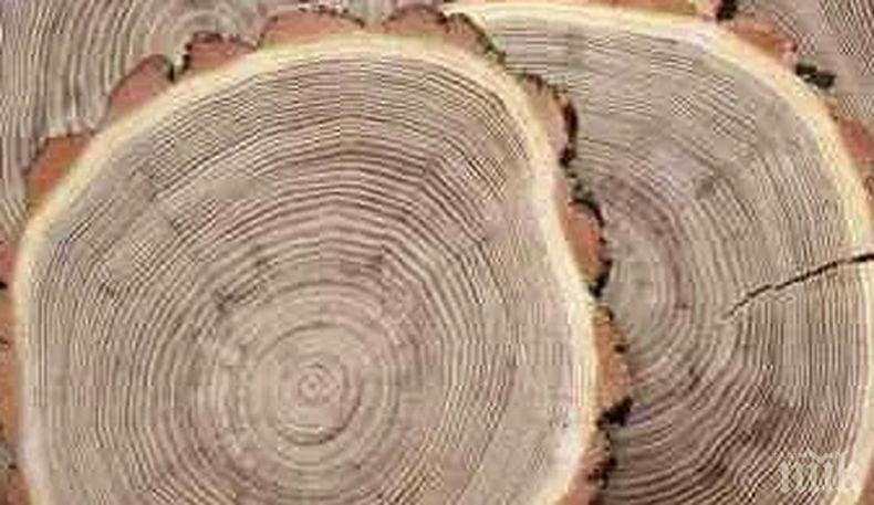 Дървесните кръгове доказват климатичните промени