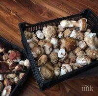 удар пандемията срина износа гъби