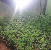Варненски криминалисти разбиха две оранжерии с марихуана, иззети са 68 кг трева (СНИМКИ)