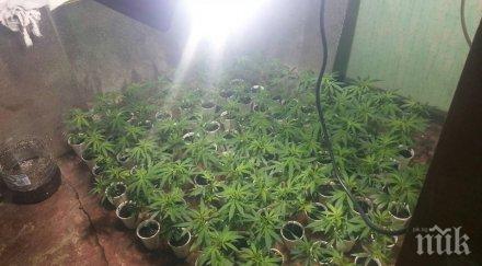 варненската прокуратура наложи гаранция 3000 собственика оранжериите марихуана