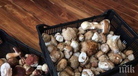 удар пандемията срина износа гъби