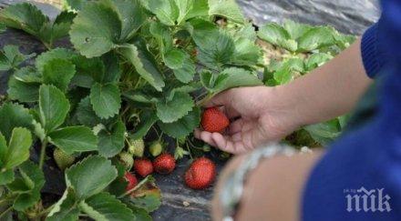 тревога българи карантина англия ферма пламна covid