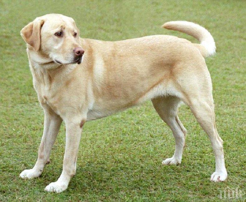 ЛЮБОПИТНО: Обучават кучета за откриване на болни от COVID-19