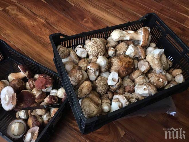 Защо може да се отровите с ядливи гъби и как да го избегнете