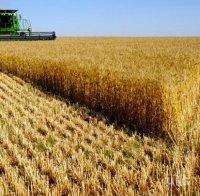 По-ниски добиви на ечемик и пшеница в Ямболско