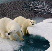 ТРЕВОЖНО: Белите мечки може да изчезнат до края на века
