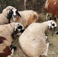 Овцевъди алармират: В България има стотици хиляди 