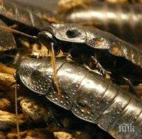 Откриха огромна морска хлебарка, която прилича на ...