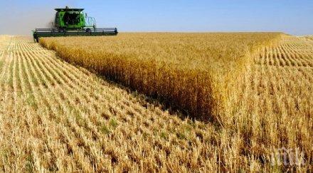 ниски добиви ечемик пшеница ямболско