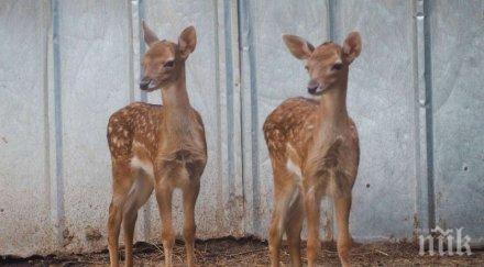 бебоци две еленчета родиха зоопарка разград