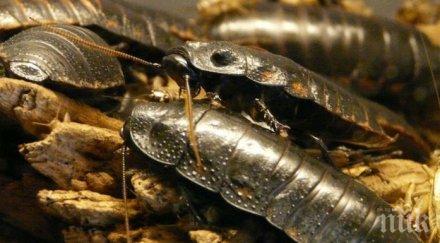 откриха огромна морска хлебарка прилича