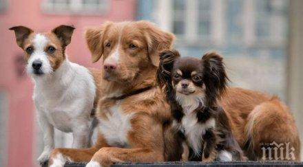 добро сърце момиче враца дари парите абитуриентския бал бездомни животни каква сумата снимка