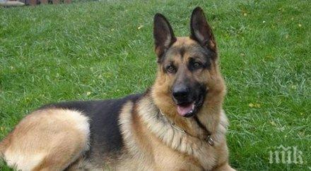 тайната разкрита ориентират кучетата