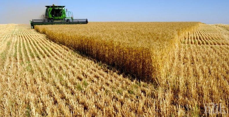 По-ниски добиви на ечемик и пшеница в Ямболско