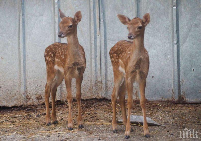БЕБОЦИ: Две еленчета се родиха в зоопарка в Разград