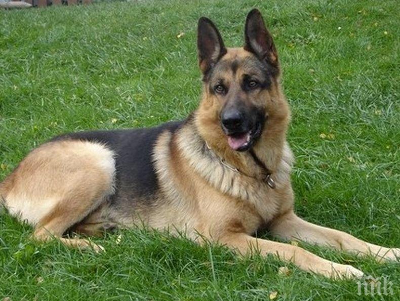 Започва Седмицата на кинологията в Бургас