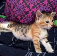 ПОТРЕСАВАЩО ЗВЕРСТВО: Мъж уби коте в Пловдив, блъска му главата в стълби (СНИМКИ)