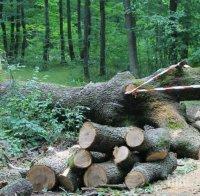 Великотърновско търси горски инспектори